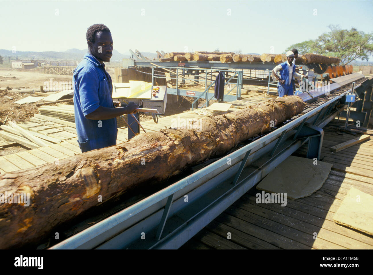 WORKERS WITH LARGE TREE TRUNK ON MECHANICAL CONVEYOR BELT SYSTEM ILFOMA WOOD MILL MOZAMBIQUE Stock Photo