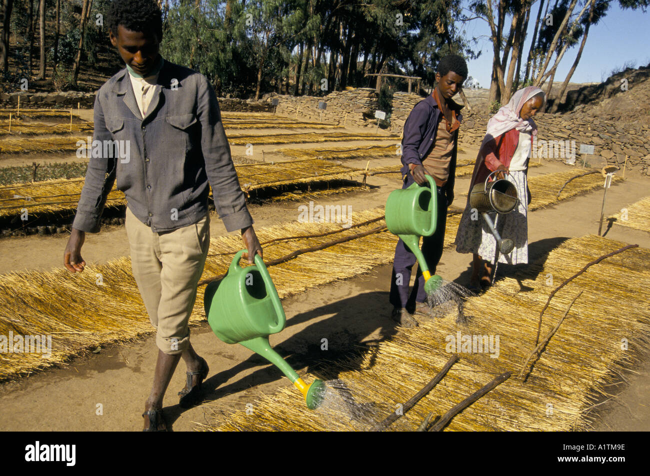 TREE NURSERY ERITREA MAY 1993.Workers water seedlings which are protected from sun by straw mats Stock Photo