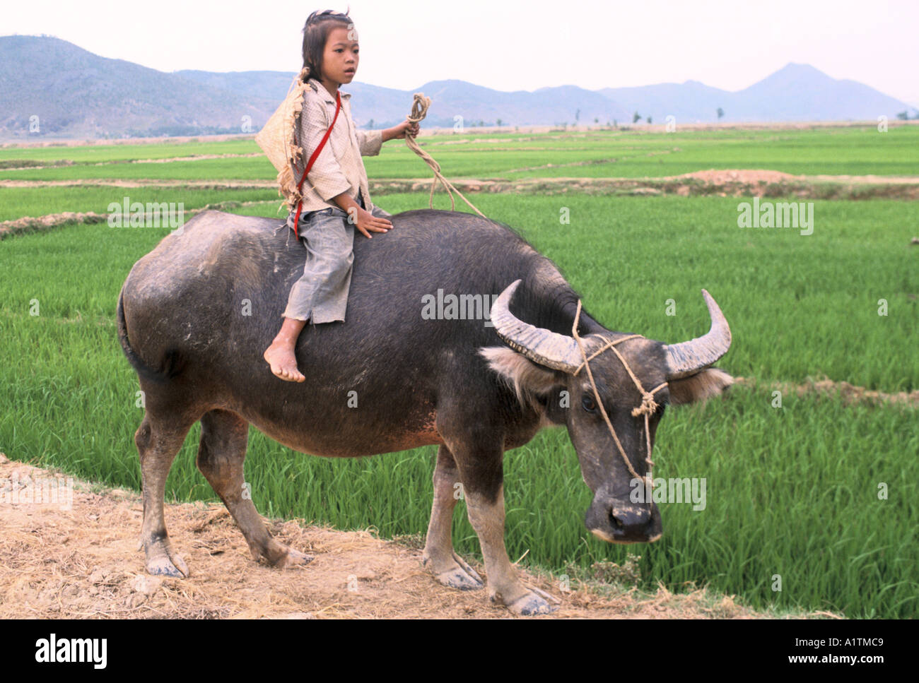 Young girl riding a buffalo Vietnam Stock Photo Alamy
