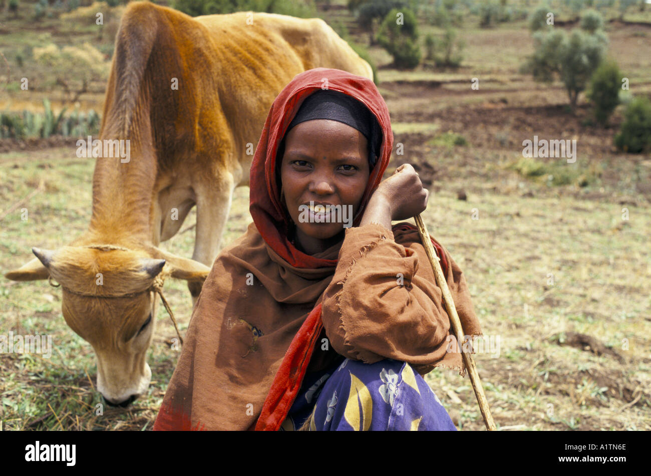 Cow looking after her young hi-res stock photography and images - Alamy
