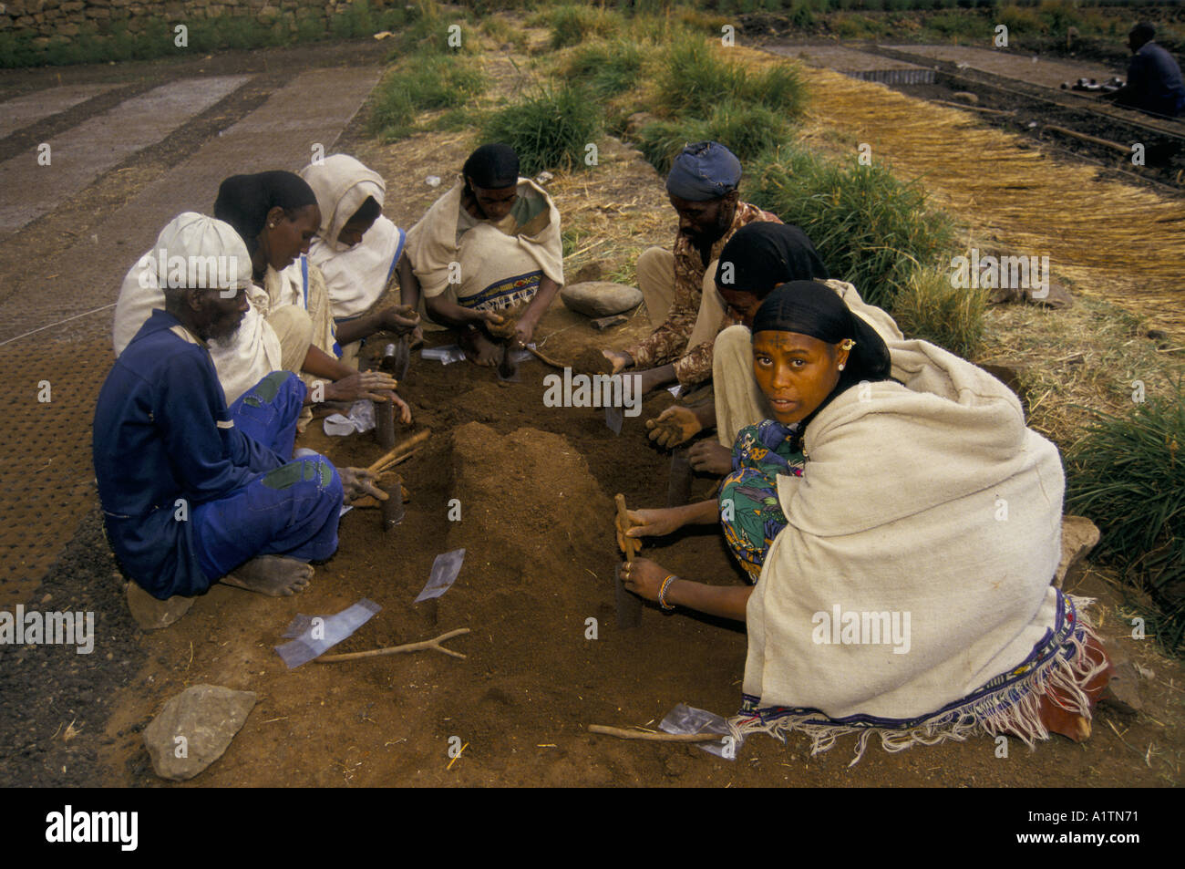 GROUP OF WOMEN AND MEN WORKING AT THE TREE NURSERY TIGRAY ETHIOPIA Stock Photo
