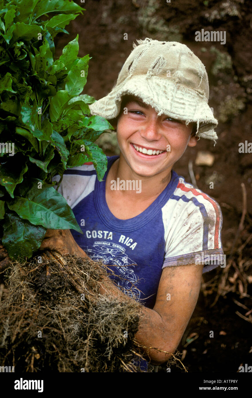 1, one, Costa Rican boy planting coffee, Costa Rican boy, boy Stock