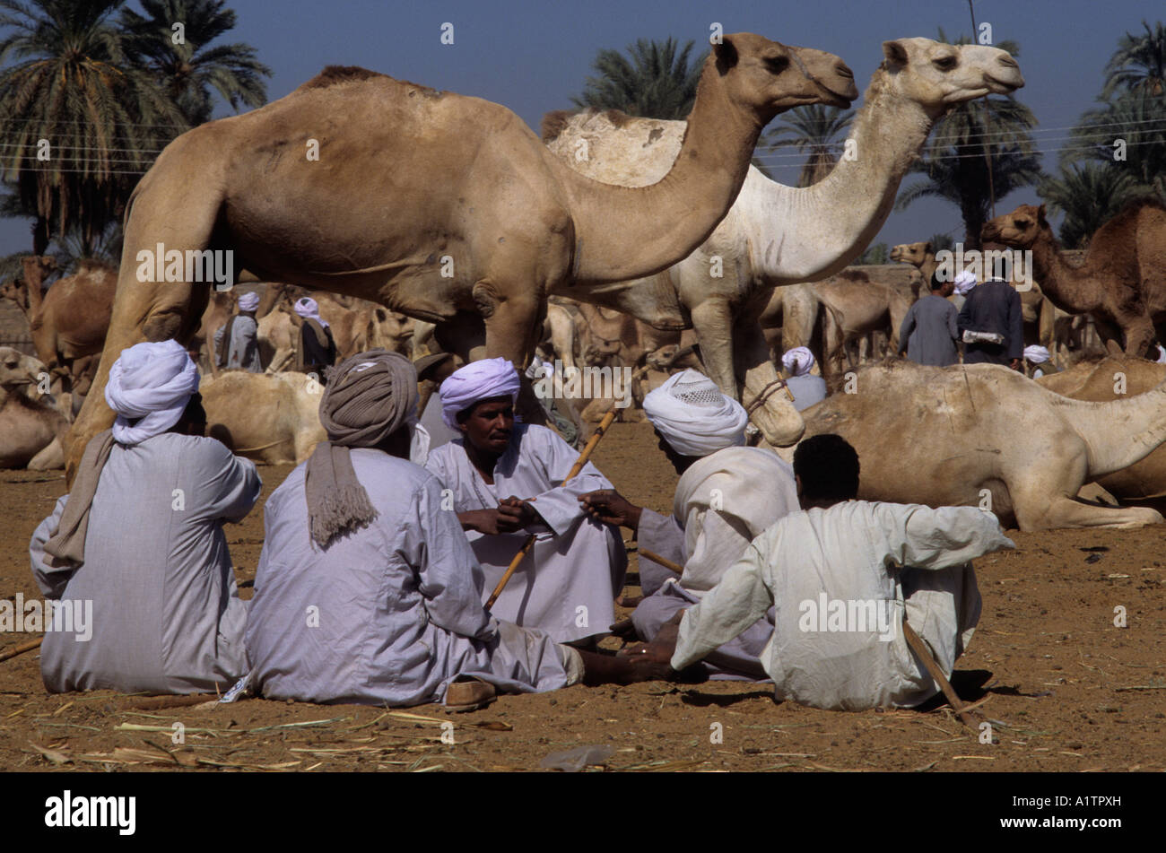 Kum Umbu camel market Stock Photo