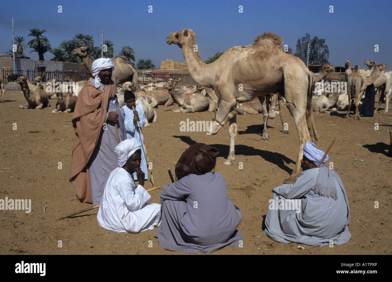 Kum Umbu camel market Stock Photo