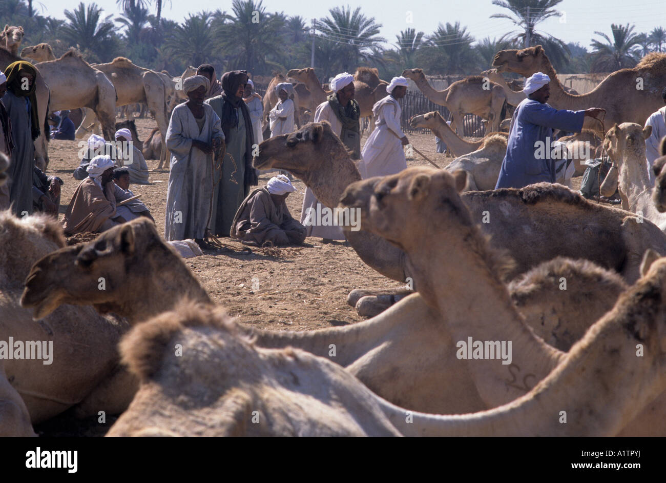 Camel market Kum Umbu Egypt Stock Photo