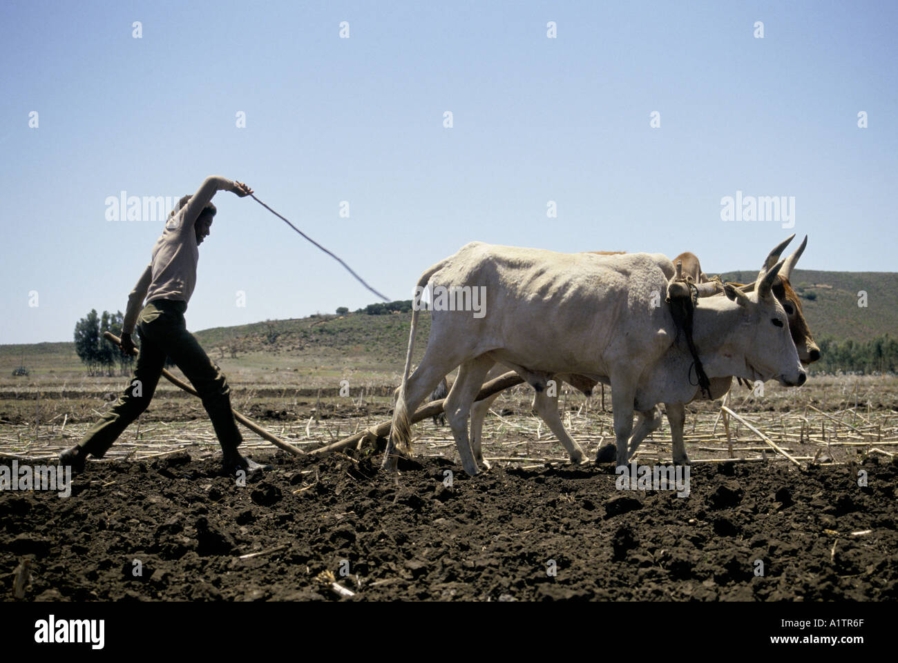 ERITREA . FARMER USING OXEN TO PLOUGH FIELD 1993 Stock Photo