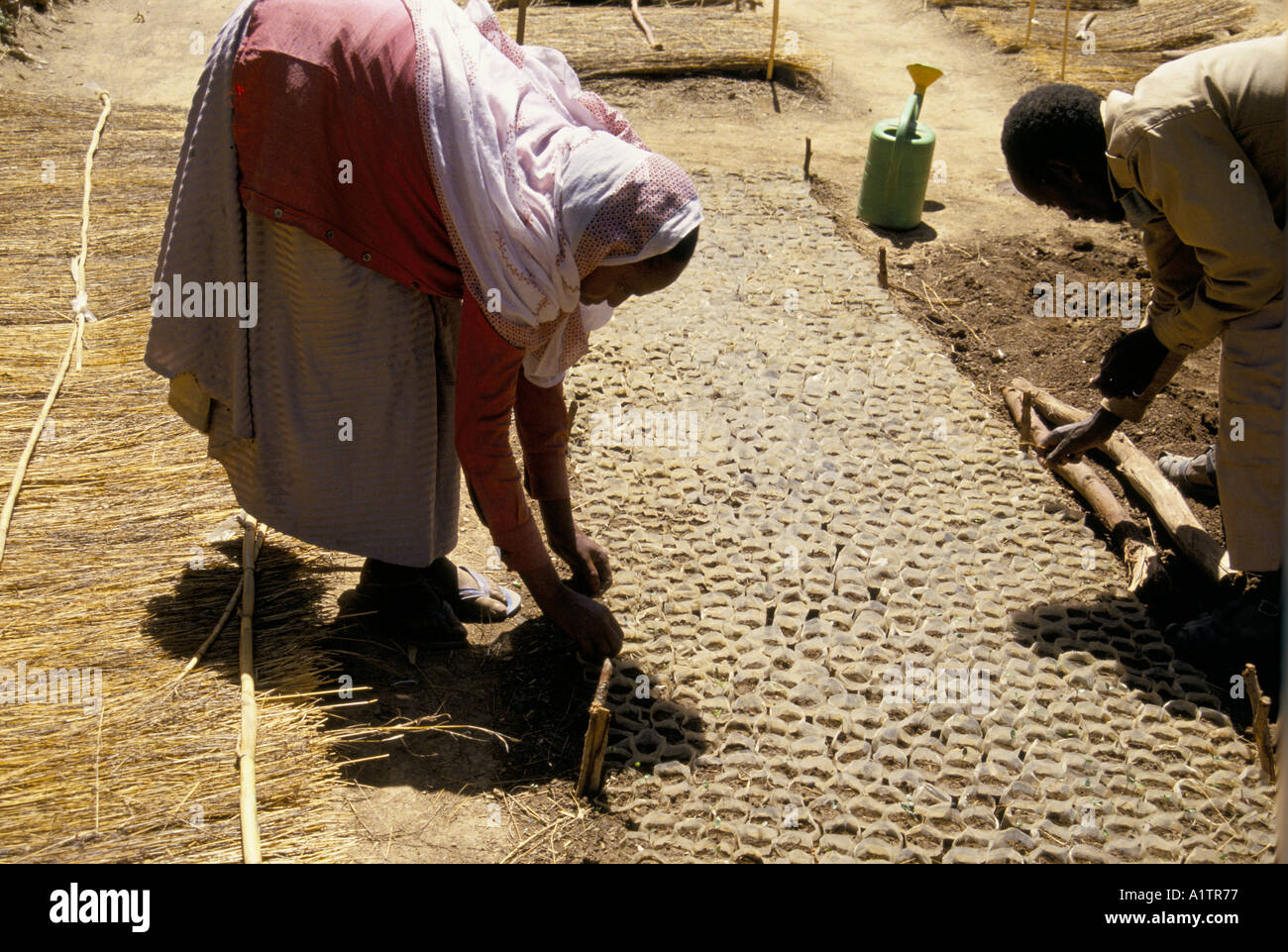 ERITREA . WOMEN WORKING IN REFORESTATION PROJECT 1993 Stock Photo