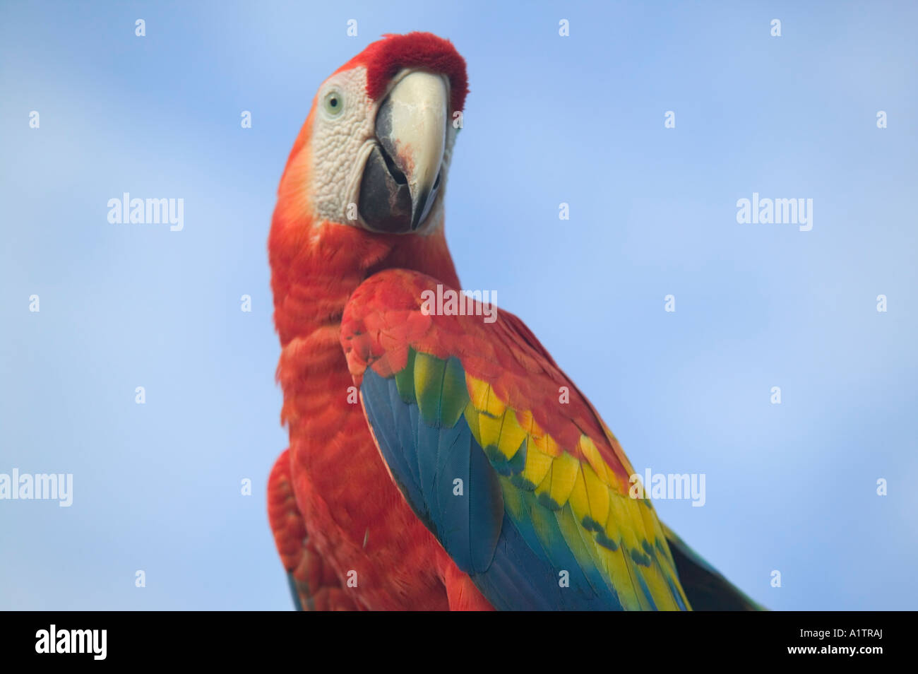 A Scarlet Macaw at an Amazon jungle lodge nr Manaus Amazonas state Brazil Stock Photo