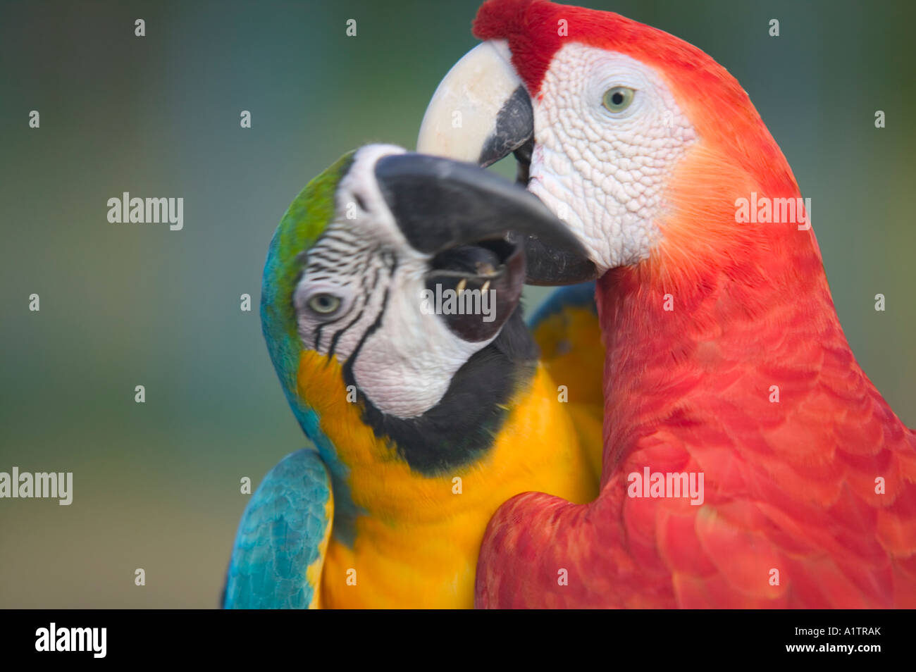 A Scarlet Macaw and a Blue and Yellow Macaw at an Amazon jungle lodge near Manaus Amazonas state Brazil Stock Photo