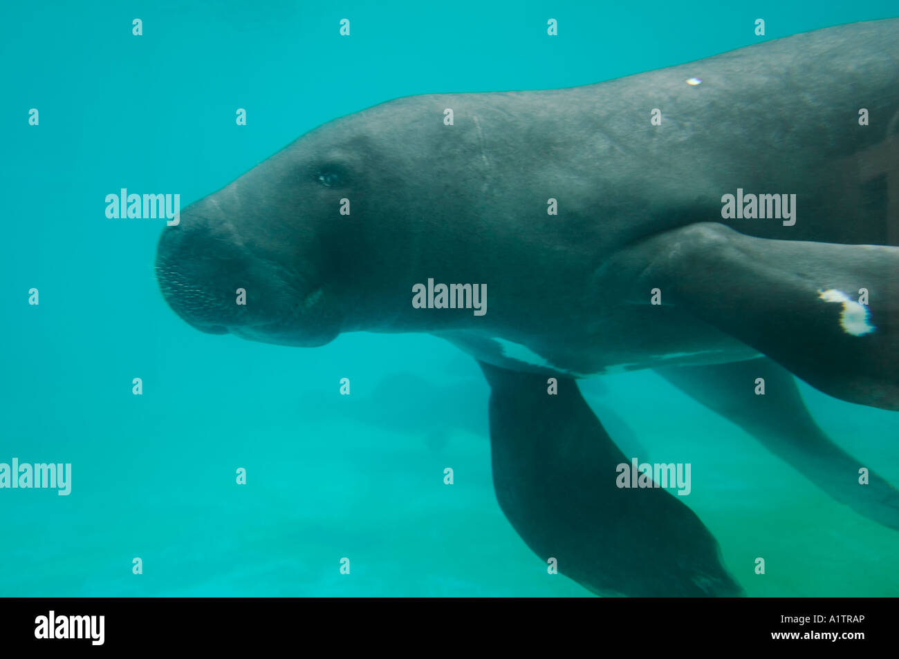 Amazonian manatee in an aquarium at Bosque de Ciencia Manaus Amazonas