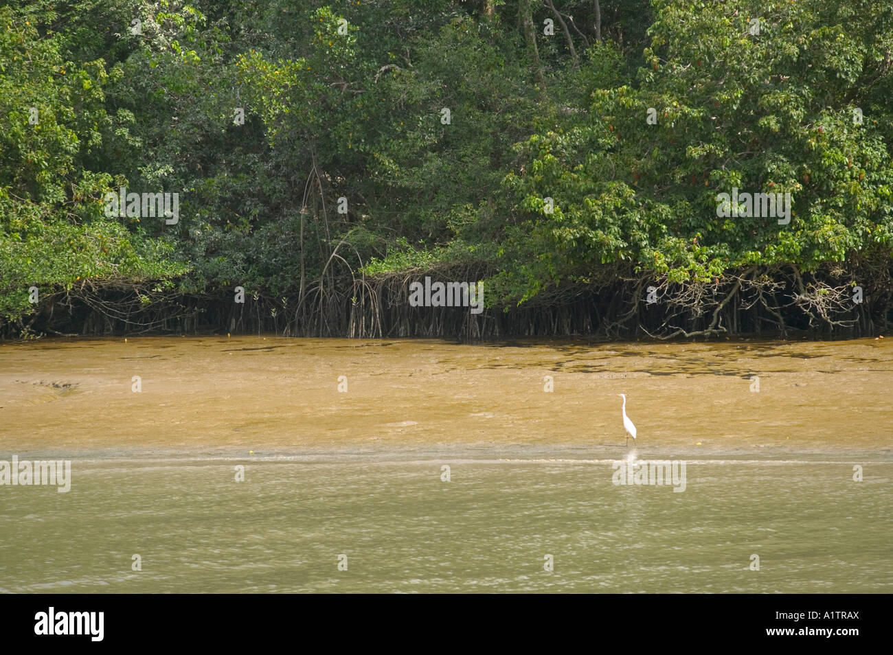 An egret and mangroves inside the mouth of the Amazon Camara on the south side of Marajo Island Para state Brazil Stock Photo