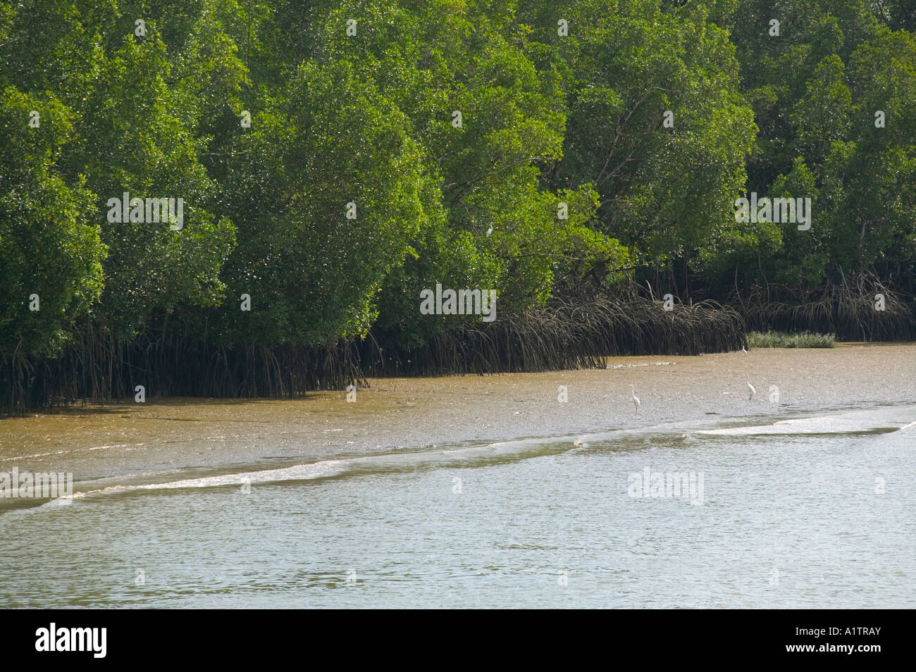Egrets and mangroves inside the mouth of the Amazon Camara on the south side of Marajo Island Para state Brazil Stock Photo