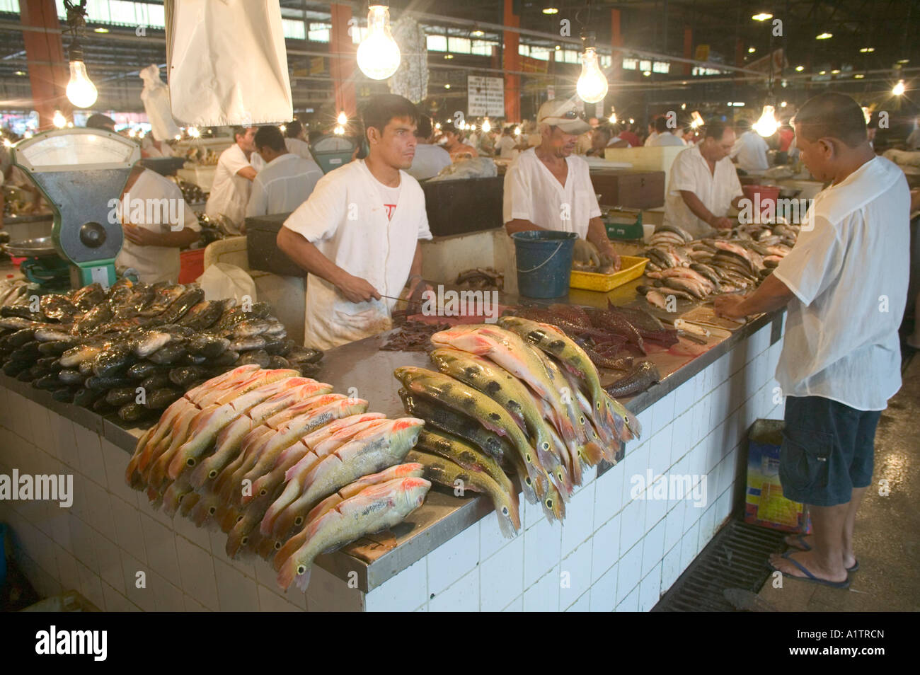 Amazon River Fish In The Market At Manaus Amazonas State Brazil Stock Photo Alamy
