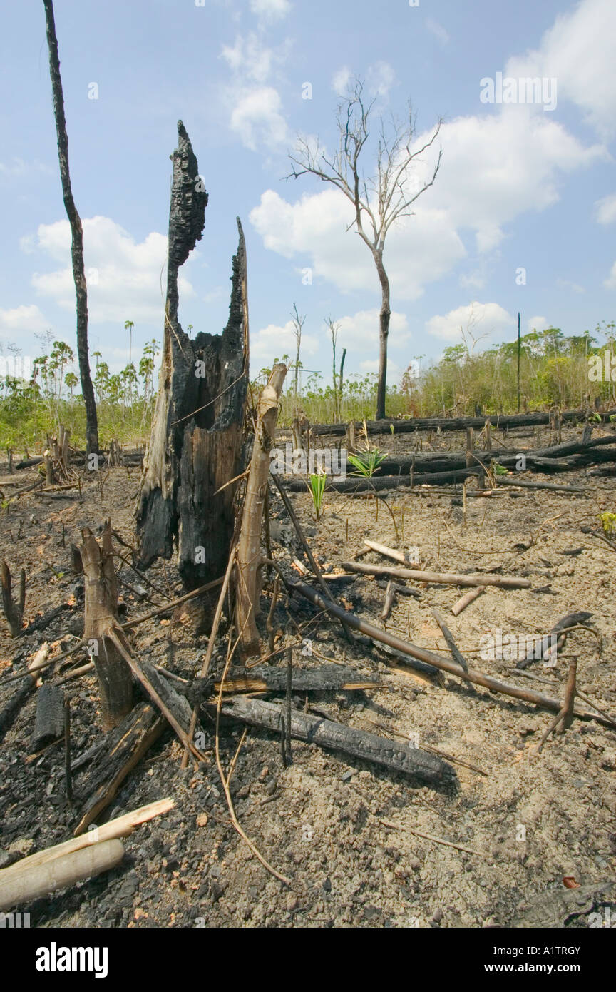Burning of Amazonian rainforest for slash and burn farming nr Santarem