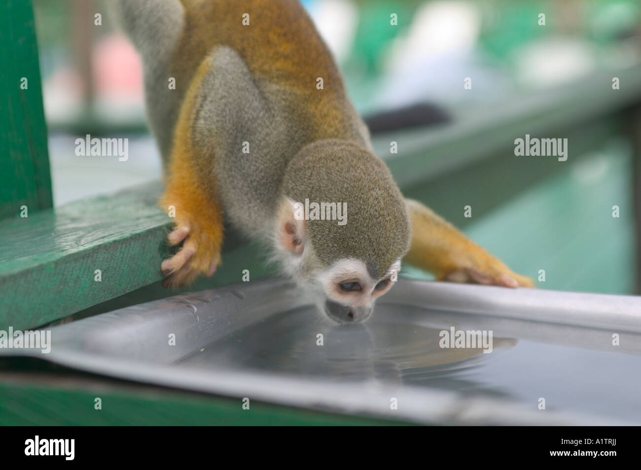 A wild Squirrel Monkey at a water feeder in an Amazon jungle lodge near Manaus Amazonas state Brazil Stock Photo