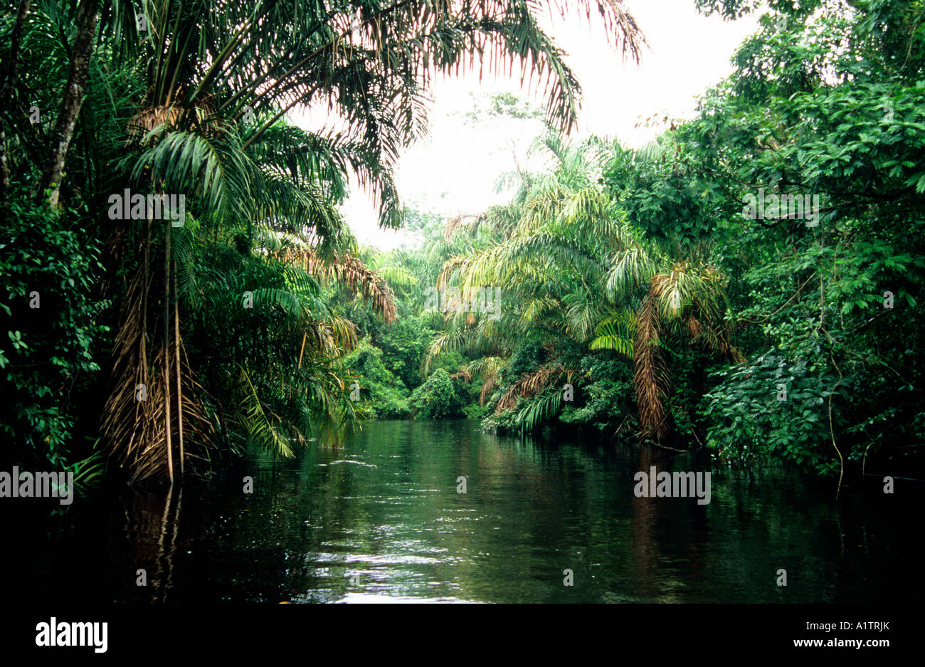 Jungle River Scene, Tortuguero, Costa Rica Stock Photo - Alamy