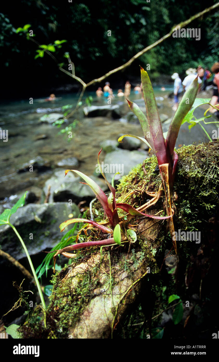 Bromeliad, Costa Rica Stock Photo