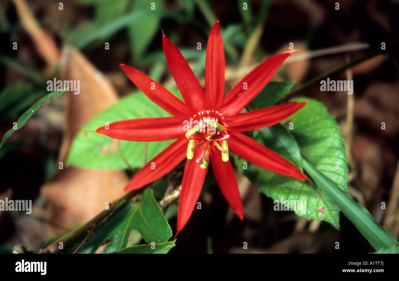 Red Passion Flower, Esquinas Rainforest, Costa Rica Stock Photo
