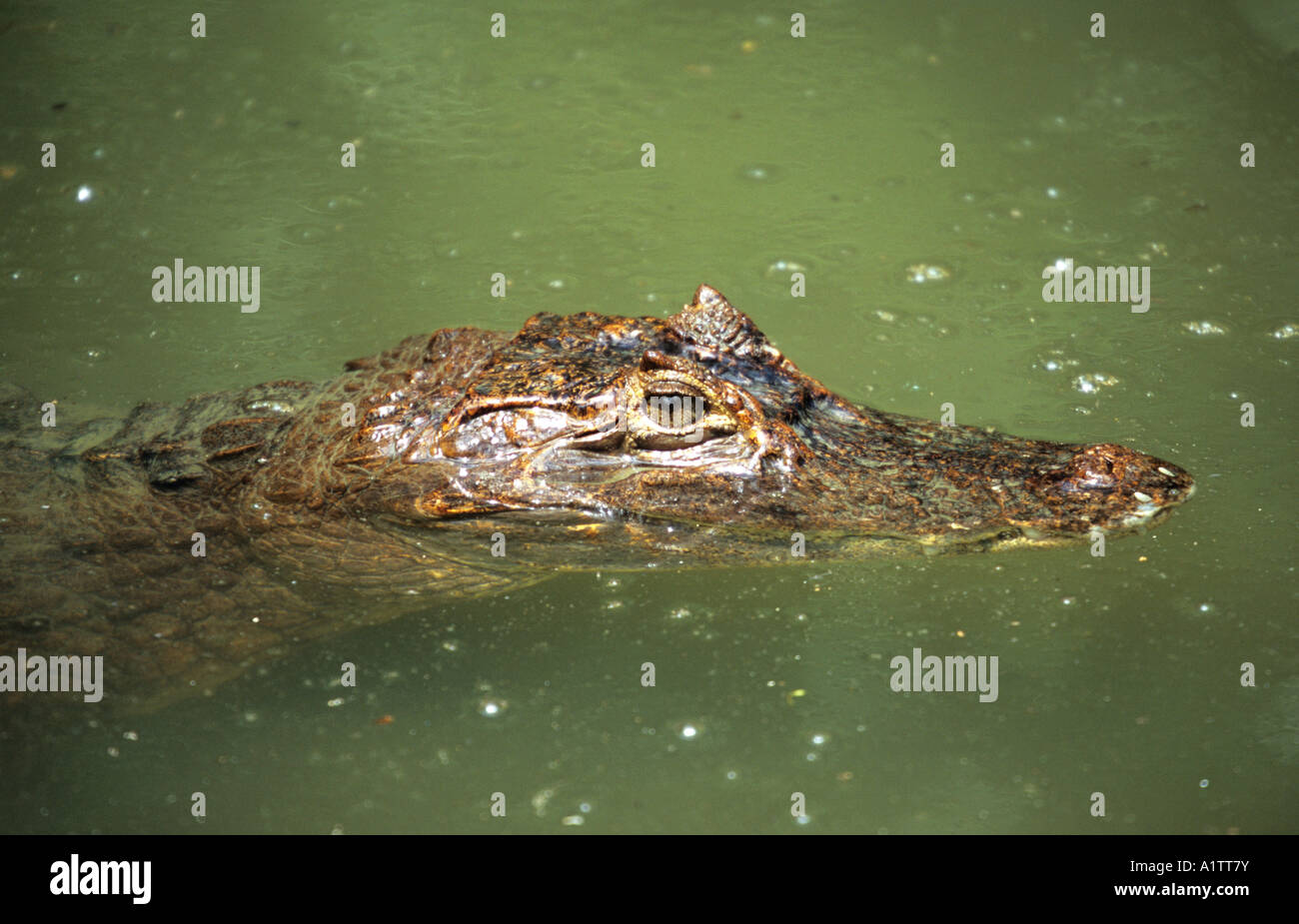 Spectacled Cayman, Caiman crocodilus, Esquinas Rainforest, Costa Rica Stock Photo