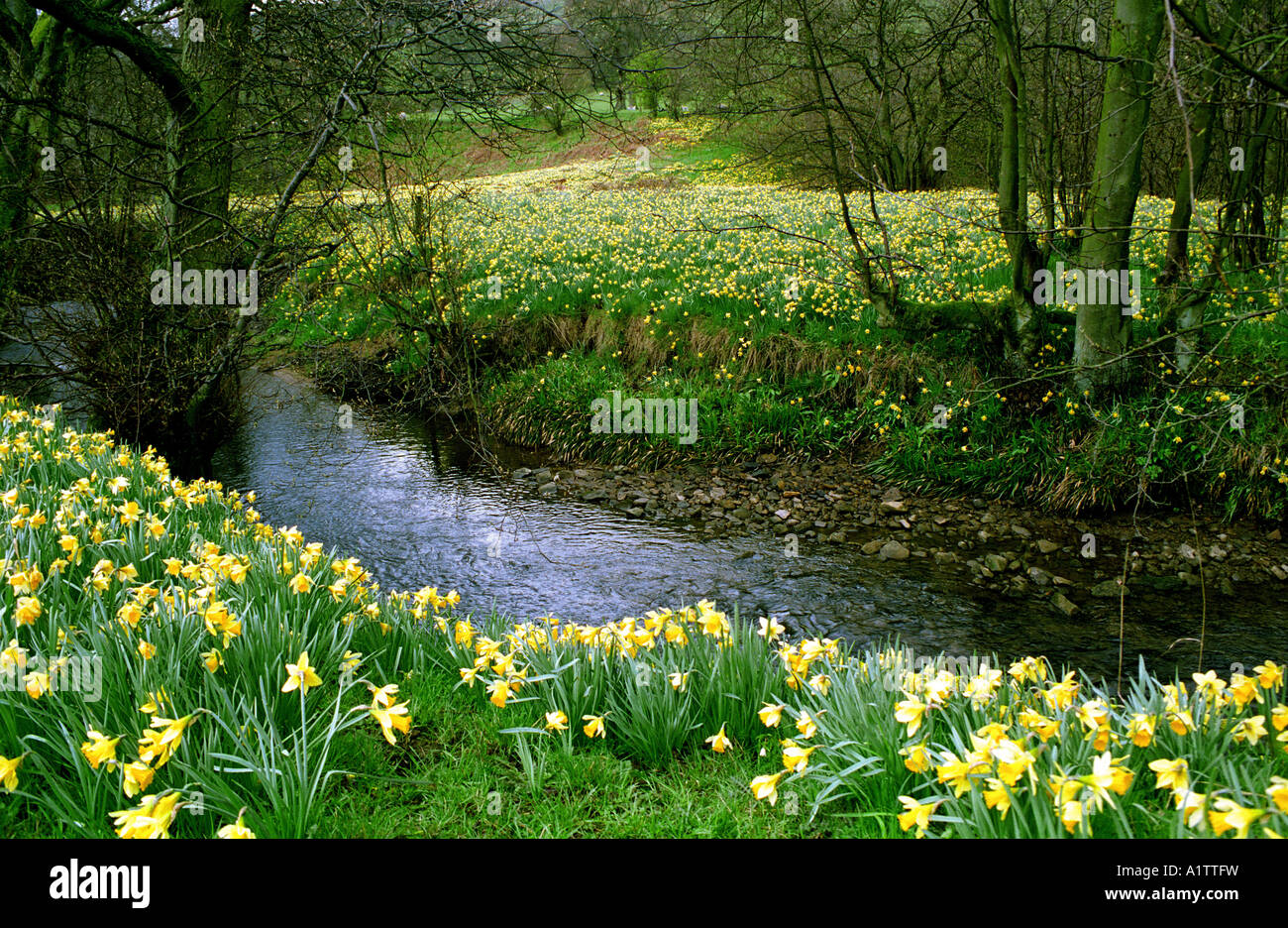 Wild Daffodils in Farndale Valley, North Yorkshire, England, UK Stock