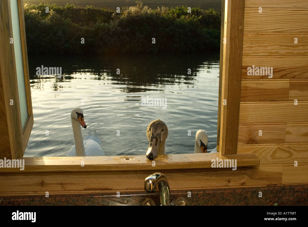 Young Mute Swan (Cygnus Olor) Cygnet Begs Food at Kitchen Window as Day Breaks, Narrowboat Lifestyle, Oxford Canal UK Stock Photo