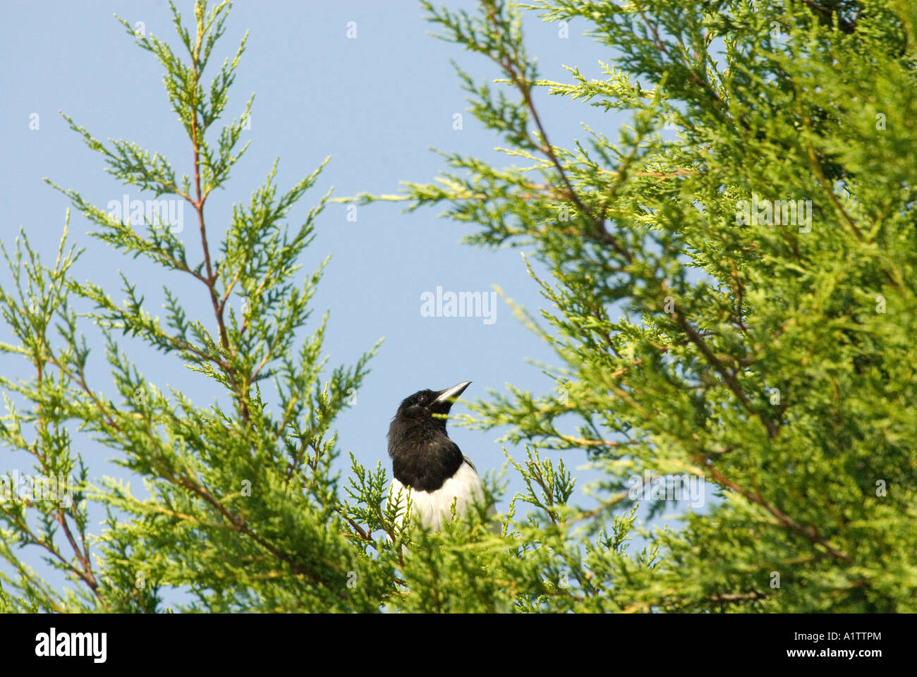 Looking up at a black & white Magpie (pica pica) perched in top of a green fir tree, on a sunny day in Oxford, UK Stock Photo
