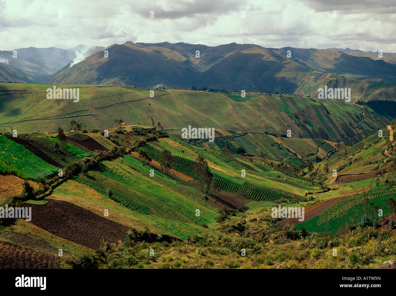 agriculture, agricultural fields, food crop, crops, cropland, farms