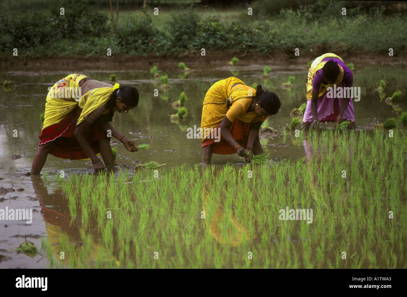 INDIA TAMIL NADU WORKING IN PADDY FIELD 1996 Stock Photo - Alamy