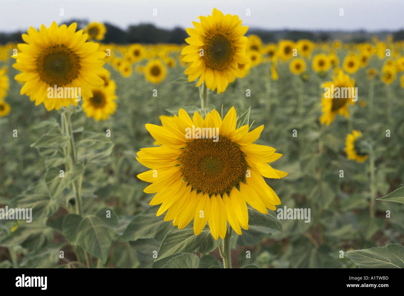 INDIA KARNATAKA SUNFLOWER FIELD 1996 Stock Photo Alamy