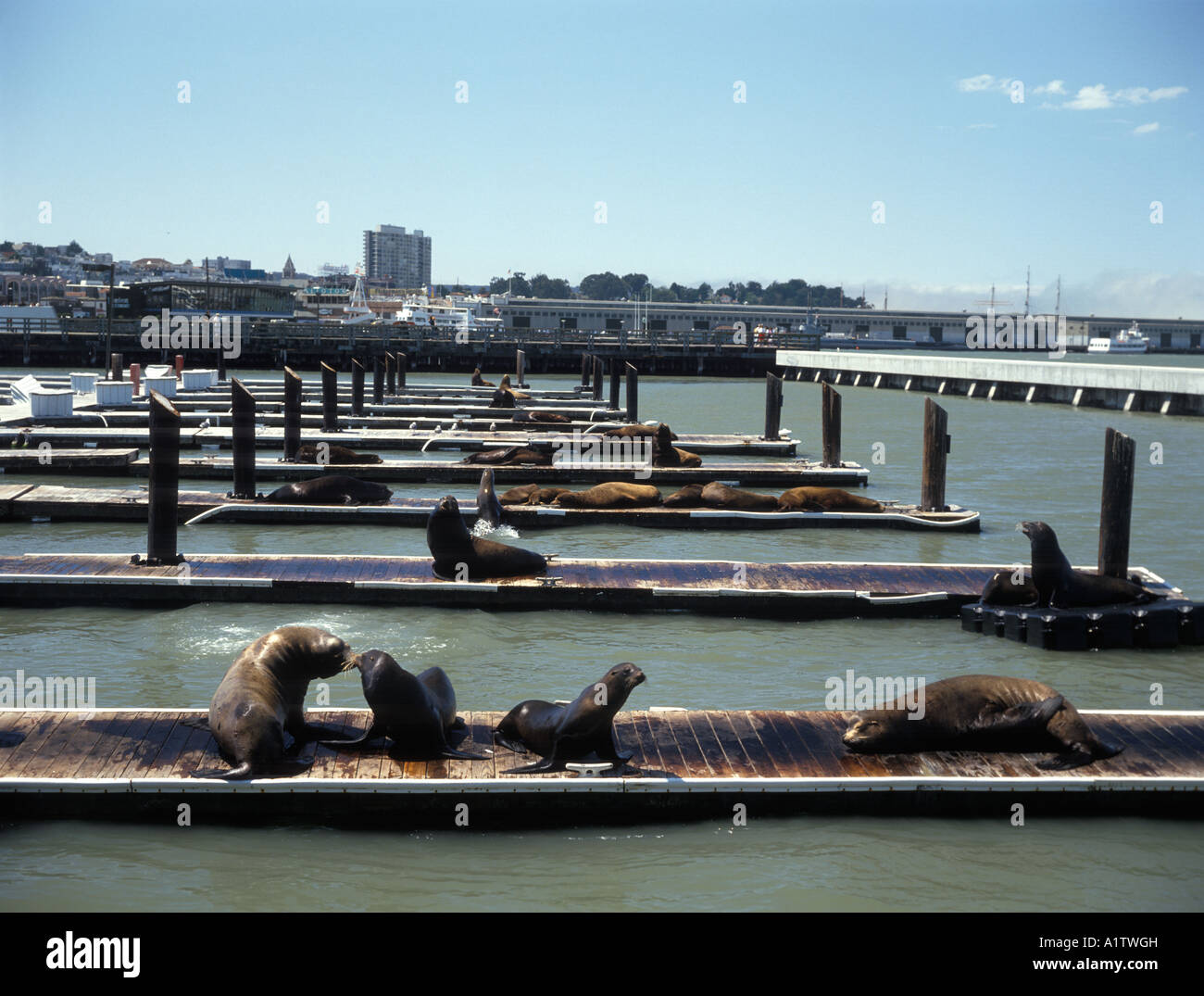 Sea Lions net to piers 39 and 41 in San Francisco California USA Stock Photo