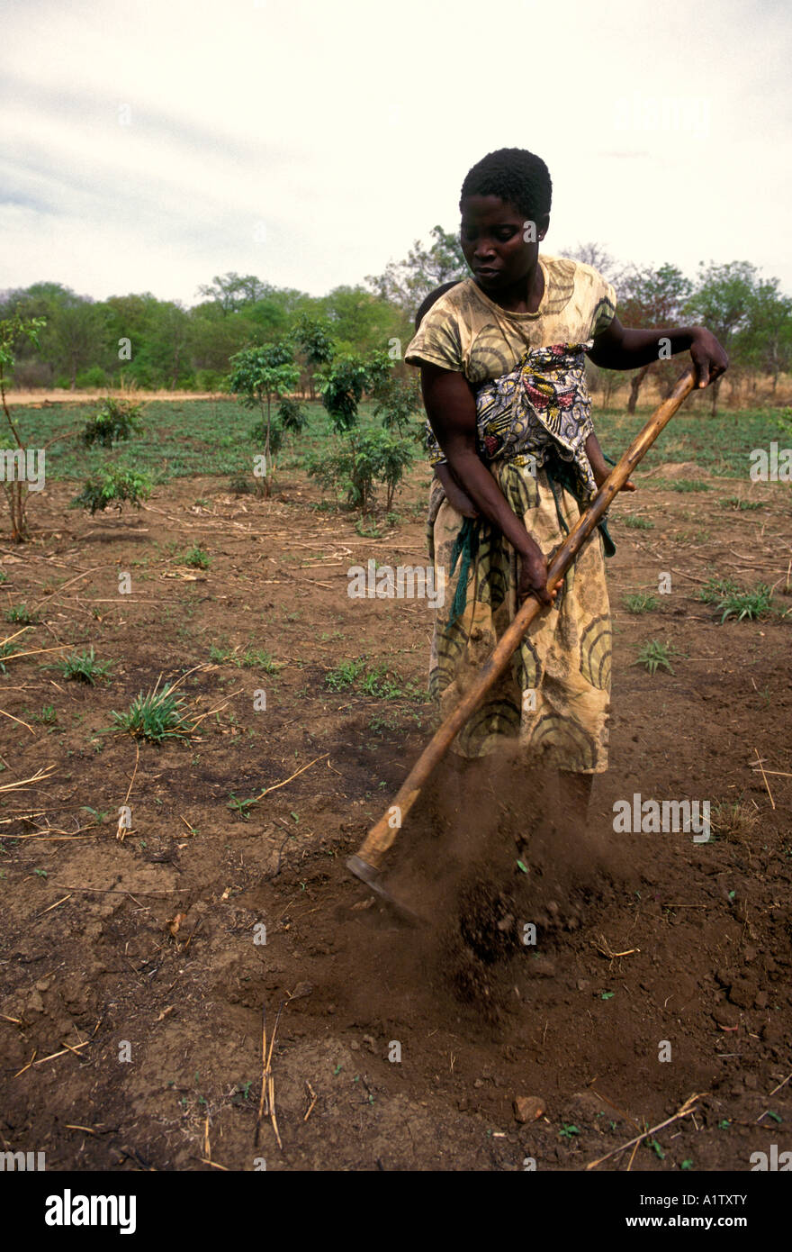 1, one, Zimbabwean woman, Zimbabwean, adult woman, farm, farmer,  farmers, farming, clearing field, Mahenye, Manicaland Province, Zimbabwe, Africa Stock Photo