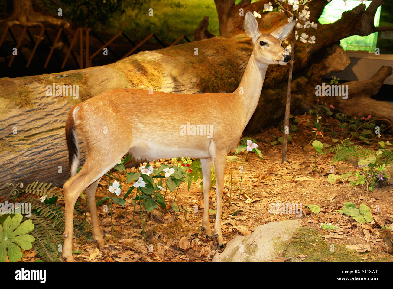 North carolina raleigh museum of natural sciences hi-res stock ...