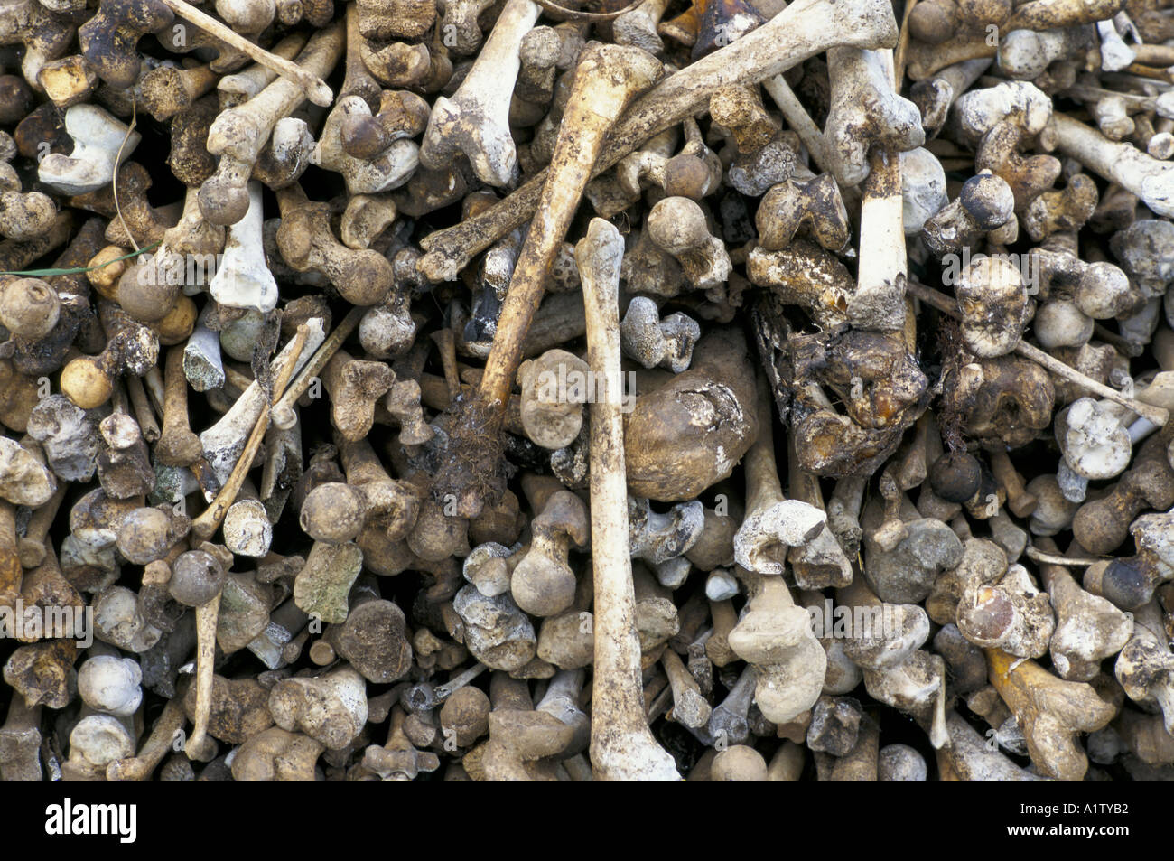 RWANDA.Leg bones collected at site of BISESERO MASSACRE , small village where all but a few men were killed in the genocide. Stock Photo