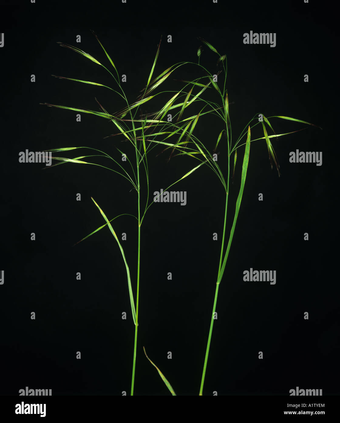 Upright brome Bromus erectus flower spikes against a black background Stock Photo