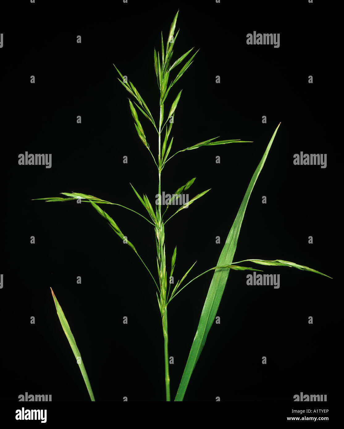 Brome Bromus inertus flower spike or inflorescence Stock Photo