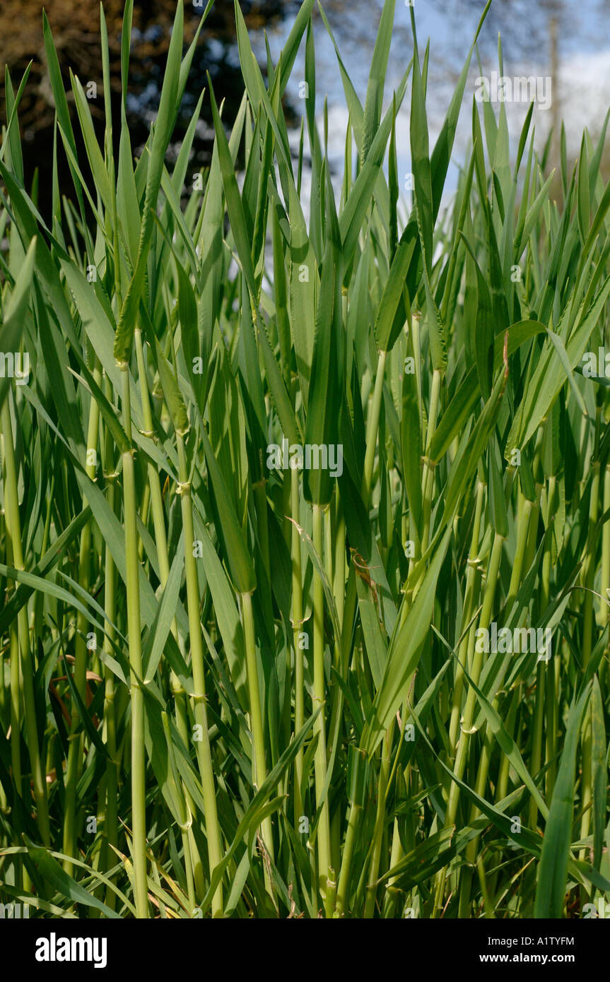 Side view immature barley plants at approximately stage 35 Stock Photo