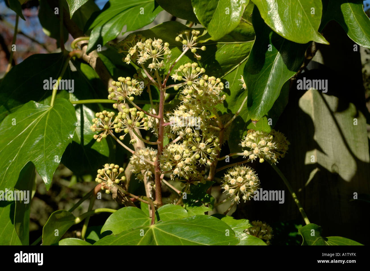 Fatshedera lizei an climbing ivy like plant flowering Stock Photo