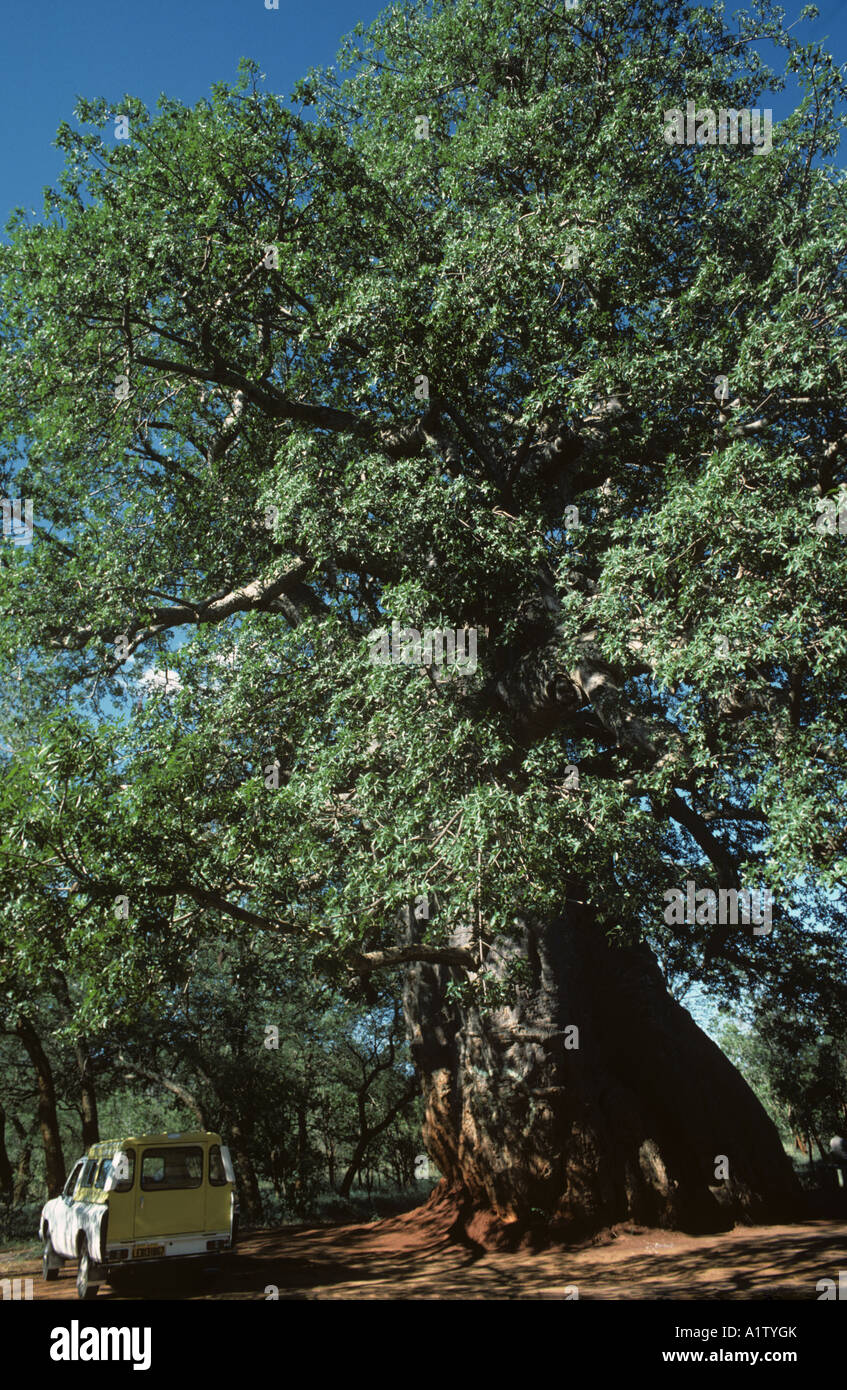 A very large baobab Adansonia digitata 10 metre girth with car as size comparison South Africa Stock Photo
