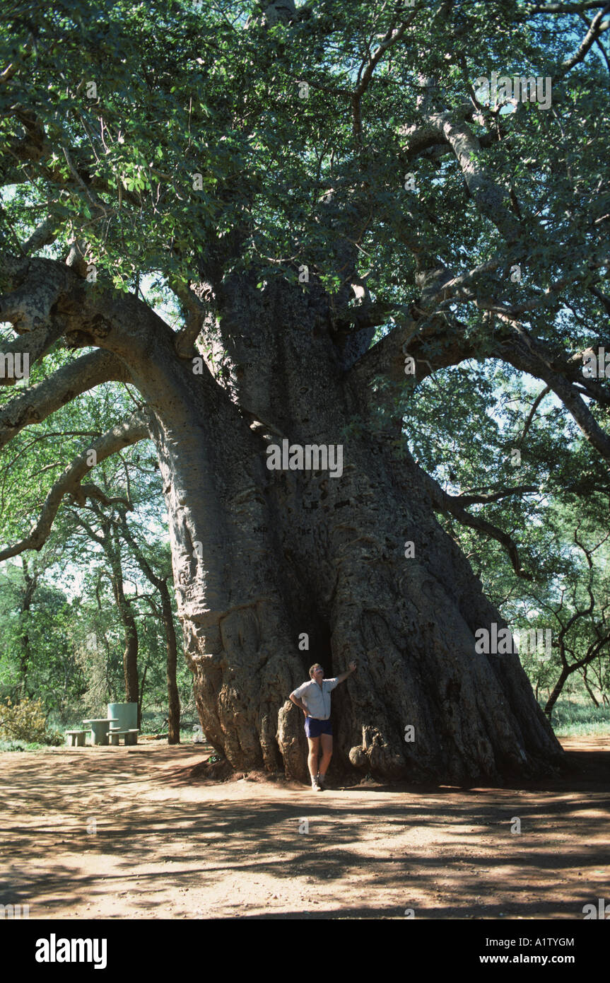 A very large baobab Adansonia digitata 10 metre girth with man as size comparison South Africa Stock Photo