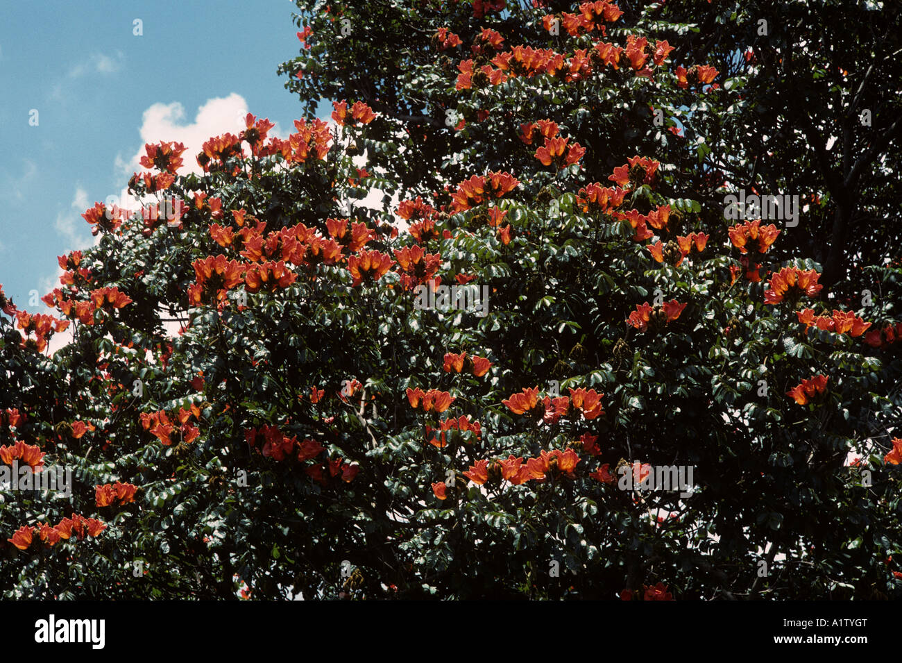African flame tree or tulip tree Spathodea campanulata backlit flowers