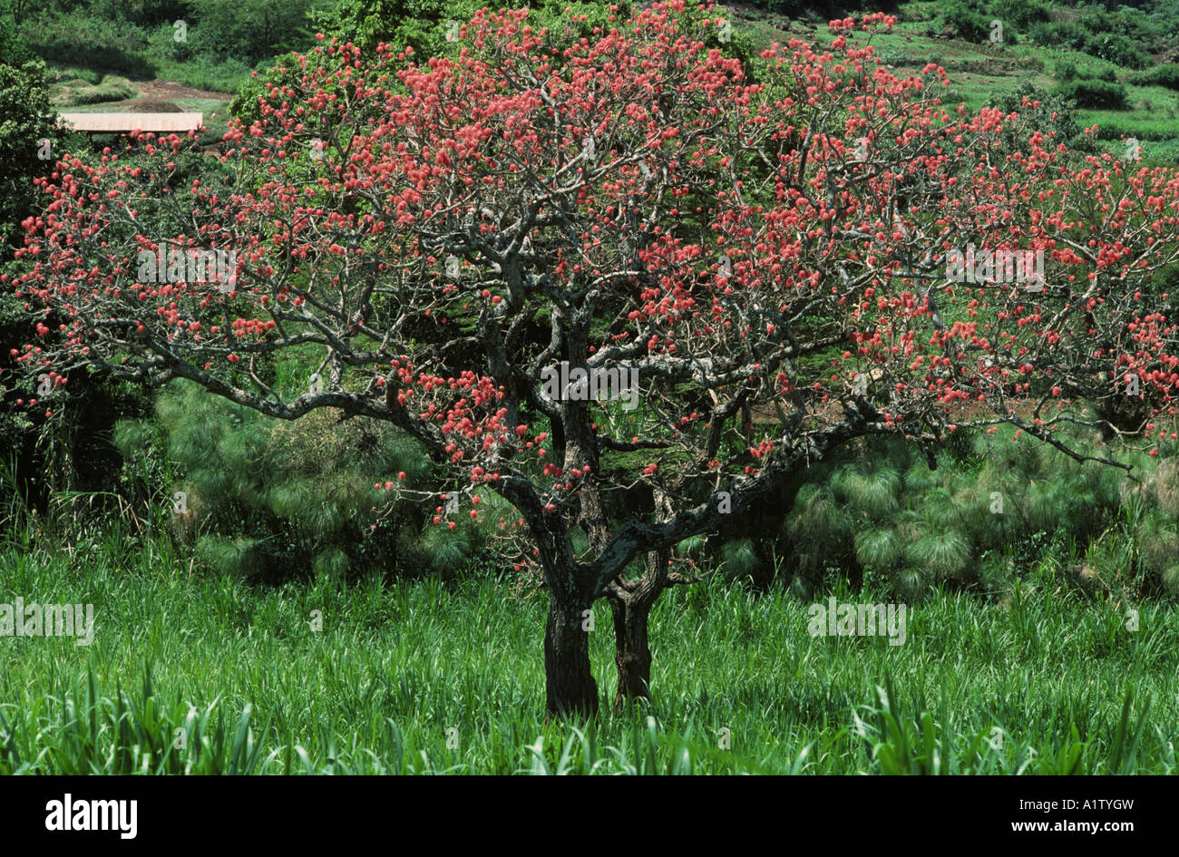 Common coral tree Erythrina lysistemon flowering leafless tree near Thika Kenya Stock Photo