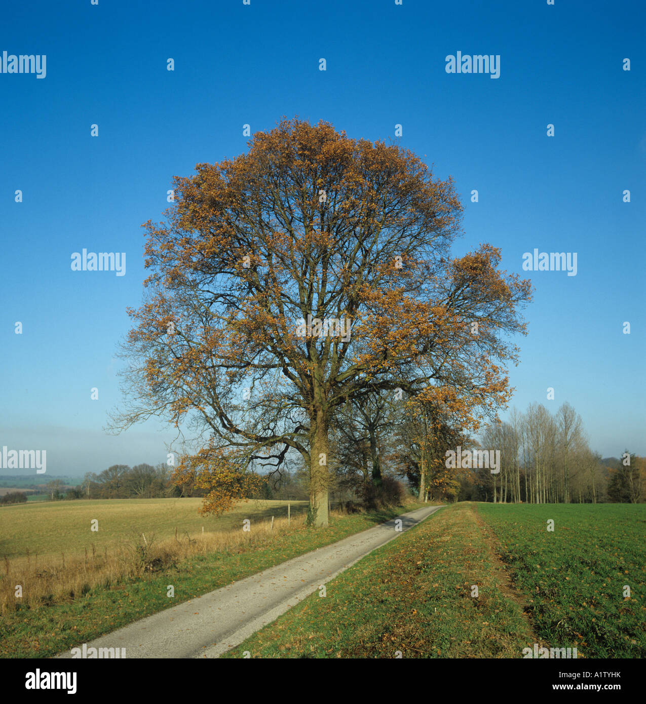 A single oak Quercus robur tree on a country road in autumn Stock Photo