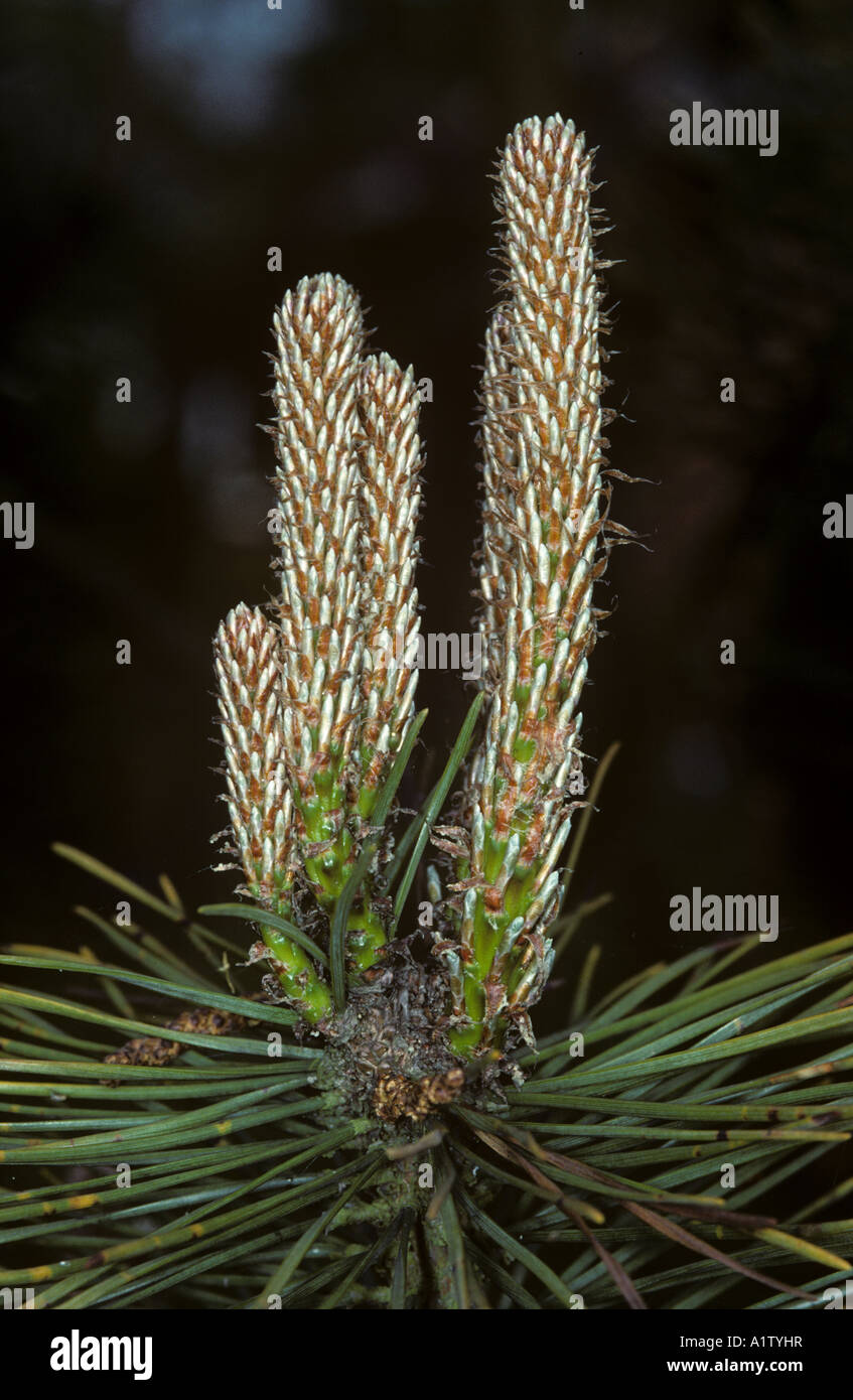 New growth candles on a young Scots pine Pinus sylvestris Stock Photo