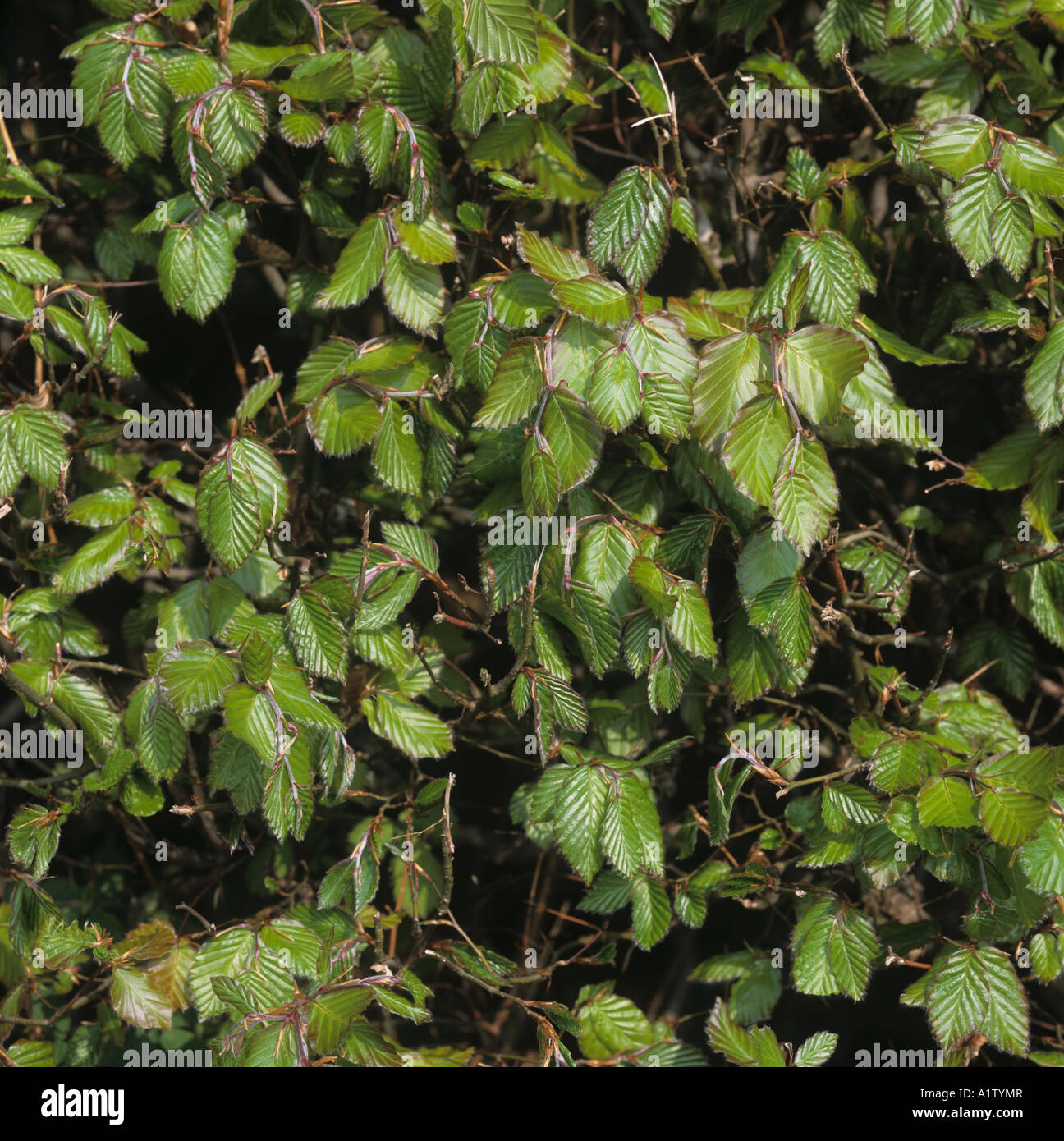 Young spring beech Fagus sylvatica hedge with delicate young foliage Stock Photo