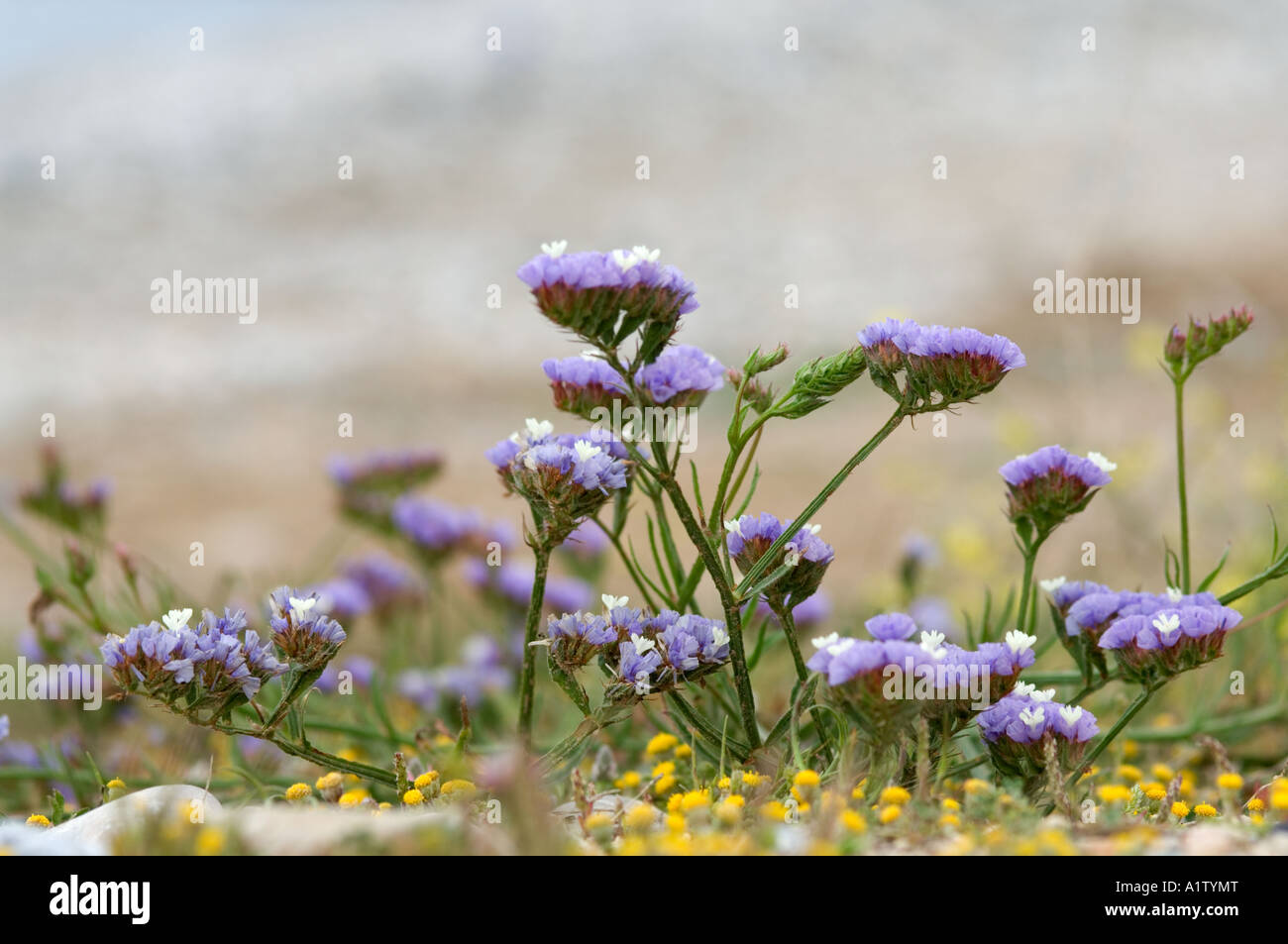 Mediterranean Sea Lavender, Limonium vulgare, Northern Cyprus, Europe Stock Photo