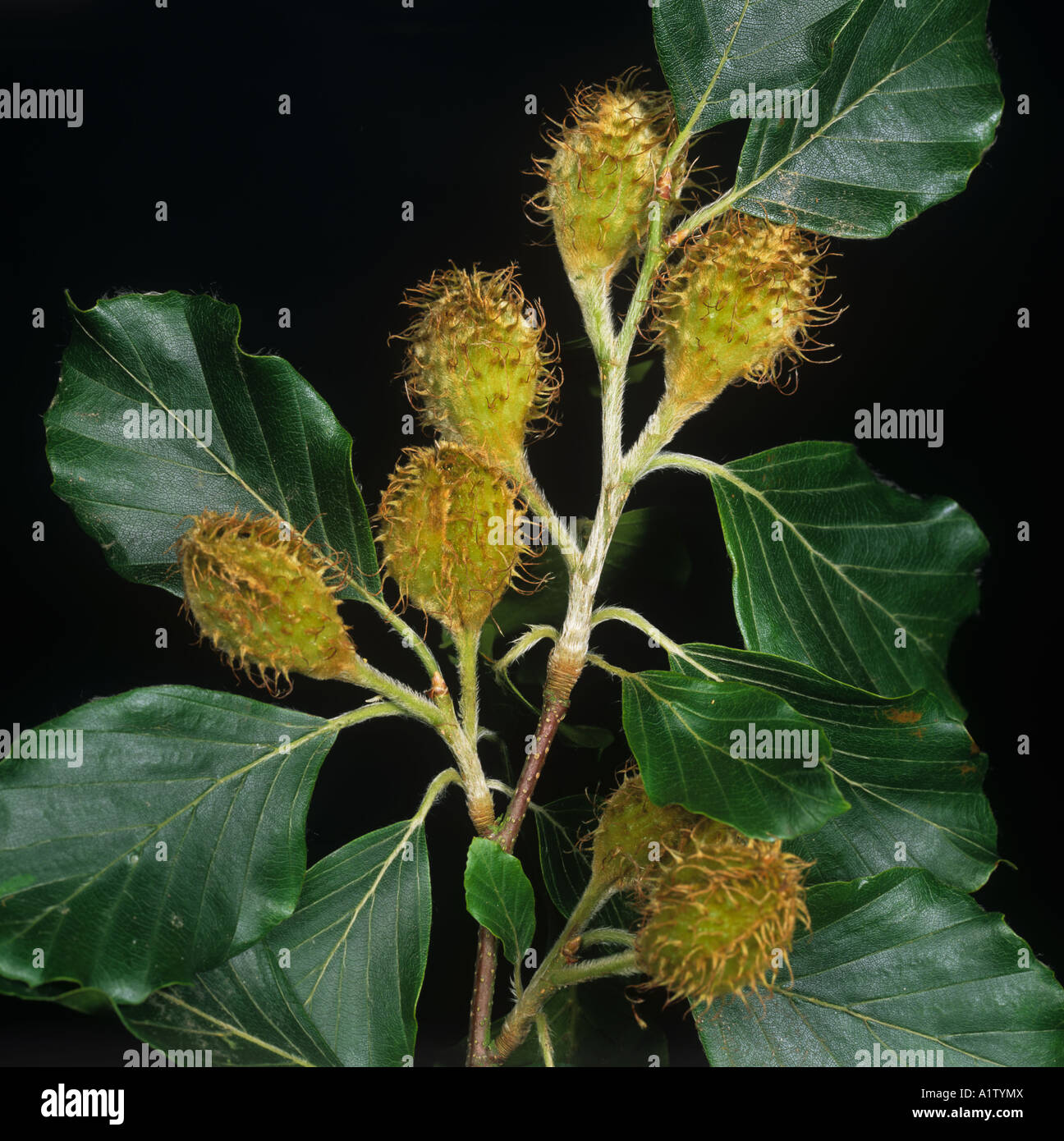 Immature fruit masts with leaves on beech Fagus sylvatica Stock Photo