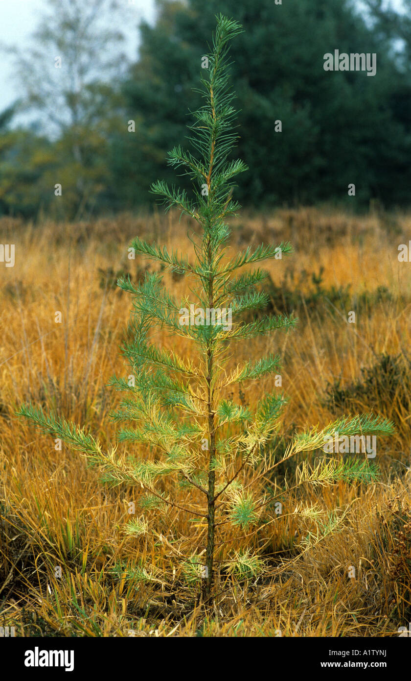 Japanese larch Larix kaempferi young plantation tree Stock Photo