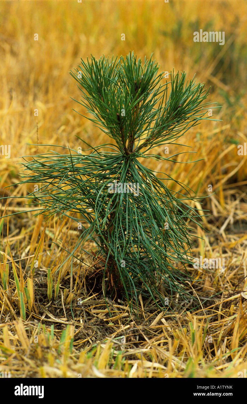 Lodgepole pine Pinus contorta v latifolia young tree Stock Photo