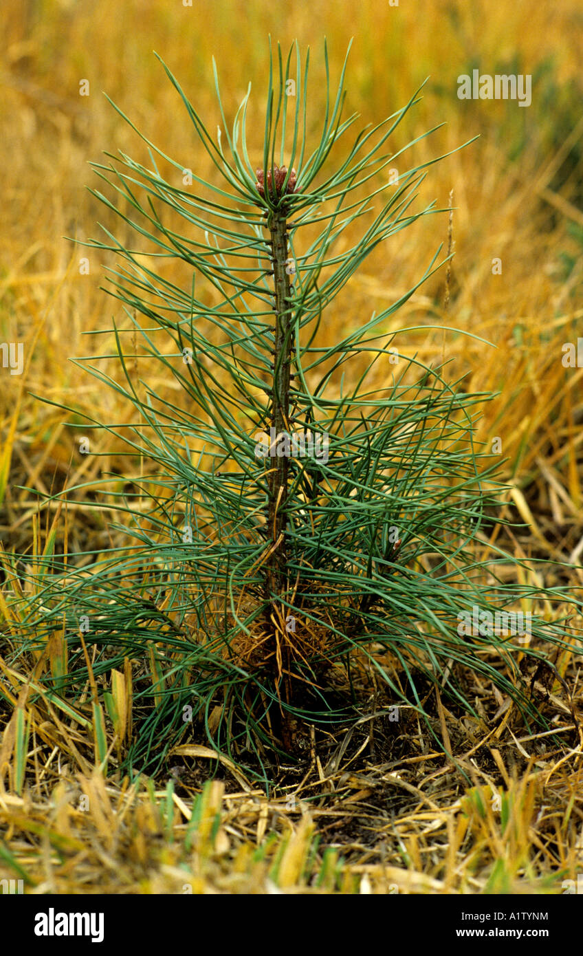 Corsican pine Pinus nigra var maritima young plantation tree Stock Photo