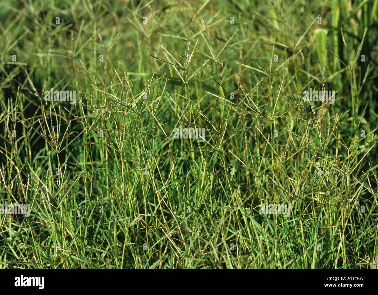 Bermuda grass Cynodon dactylon flowering grass weeds Stock Photo